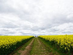 北海道滝川市に広がる日本最大の菜の花畑