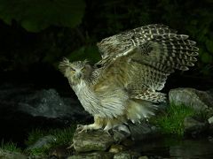 初夏の知床1泊2日・野生動物ウォッチングvol.1 シマフクロウ編