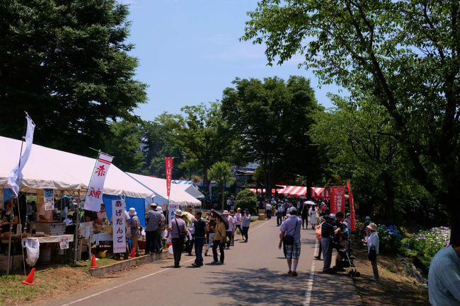 群馬県を走っても毎度　素通りの町　伊勢崎<br /><br />　付近に幾つかの遺跡もあるので　いつの日か来てみようと<br /><br />　　　思ってはいましたが<br /><br />国指定女堀遺跡が　花しょうぶ園なって　花しょうぶ祭りの最中<br /><br />　　　早起きして　飛び出しました、<br /><br /><br />伊勢崎市観光　赤堀花しょうぶ園<br />http://www.isesaki.ne.jp/kankoukyoukai/syoubukaika.html<br /><br />赤堀花菖蒲園　地図<br />http://www.isesaki.ne.jp/kankoukyoukai/map_img/map_se2_img/map_se2.html<br /><br />国指定史跡　女堀<br />http://www.city.isesaki.lg.jp/www/contents/1355198986080/index.html