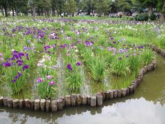 「危ない！菖蒲まつり」　イン　水元公園