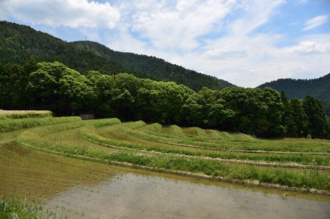 愛宕山の北西麓に位置する京都市右京区の宕陰（とういん）地区は、樒原（しきみがはら）と越畑（こしはた）と云う、平安時代以来の歴史ある二つの集落で構成され、日本の原風景を今にとどめる里山には、茅葺屋根の民家が点在する集落や美しい棚田が広がり、四季折々に美しい自然景観を見せています。<br /><br />嵐山に程近い嵯峨鳥居本から府道５０号線を愛宕山中に入り、保津峡やユズの里と呼ばれる水尾を越えて車で３０分ほど山道を走ると宕陰地区に辿りつきます。<br /><br />先ず訪れた樒原は狭い山肌に民家が密集した集落で、北側には、遠くから見ると武士の鎧のように見えることから、「樒原の鎧田」と呼ばれている美しい棚田が広がっています。<br /><br />また、修験道の行場だった愛宕山に鎮座する愛宕神社の裏参道が樒原へ通じており、集落に面して一の鳥居が立っています。<br /><br />この愛宕神社は、全国に約９００社ある愛宕神社の総本社で、江戸時代には、亀岡方面からの参詣客がこの裏参道を登って参詣していたようです。<br /><br />ちなみに、愛宕山の山陰にあると云う意味で、「宕陰」と呼ばれているんですね。