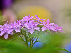 2015 花フェスタ記念公園（10）紫陽花求めて花フェスタ2015ぎふへ