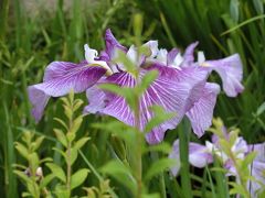 薬師池公園の花菖蒲と紫陽花