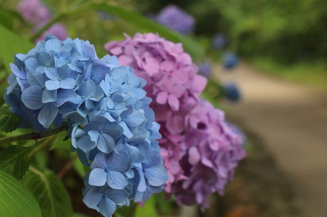 梅雨の晴れ間に久しぶりに須磨離宮公園に行ってきました。紫陽花と花菖蒲が見頃との事。神戸市民の憩いの公園です。