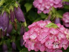 色とりどりのあじさいと季節の花々。すばらしいあじさいの杜 二本松寺