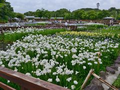 山田池公園（枚方市）の花しょうぶ園