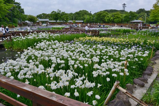 花しょうぶが見頃とのことで、枚方市にある山田池公園に出掛ける。<br />公園内の水生花園にある「花しょうぶ園」では、１３０種８０００株の花しょうぶが観賞できます。<br /><br />また、「あじさい園」では、アジサイが咲き始めていて、<br />スイレン池では、スイレンも咲いていて楽しめました。<br /><br />・山田池公園<br />　山田池と、その周りの豊かな自然を生かした公園です。園内には水生花園、花木園をはじめ、四季折々の花と緑を楽しめるスポットが点在。秋にはどんぐり拾いもでき、都市のなかのリラクゼーション・スペースとして多くの方々に親しまれています【ホームページより】<br /><br />・入園料　　無料　　<br /><br />・駐車料金　　４２０円（最初の１時間）　<br />　　　　　　　以後、１時間ごとに１００円（４時間を超えると１１０円）加算<br /><br />・山田池公園のＨＰ<br />　　　　http://yamadaike.osaka-park.or.jp/