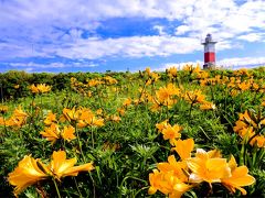 初夏の利尻島・礼文島クルーズ ～花と海と太陽と～
