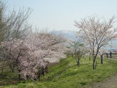 余市川の桜並木