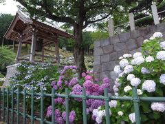 足利で紫陽花めぐり・あしかがフラワーパーク、織姫神社、吉祥寺