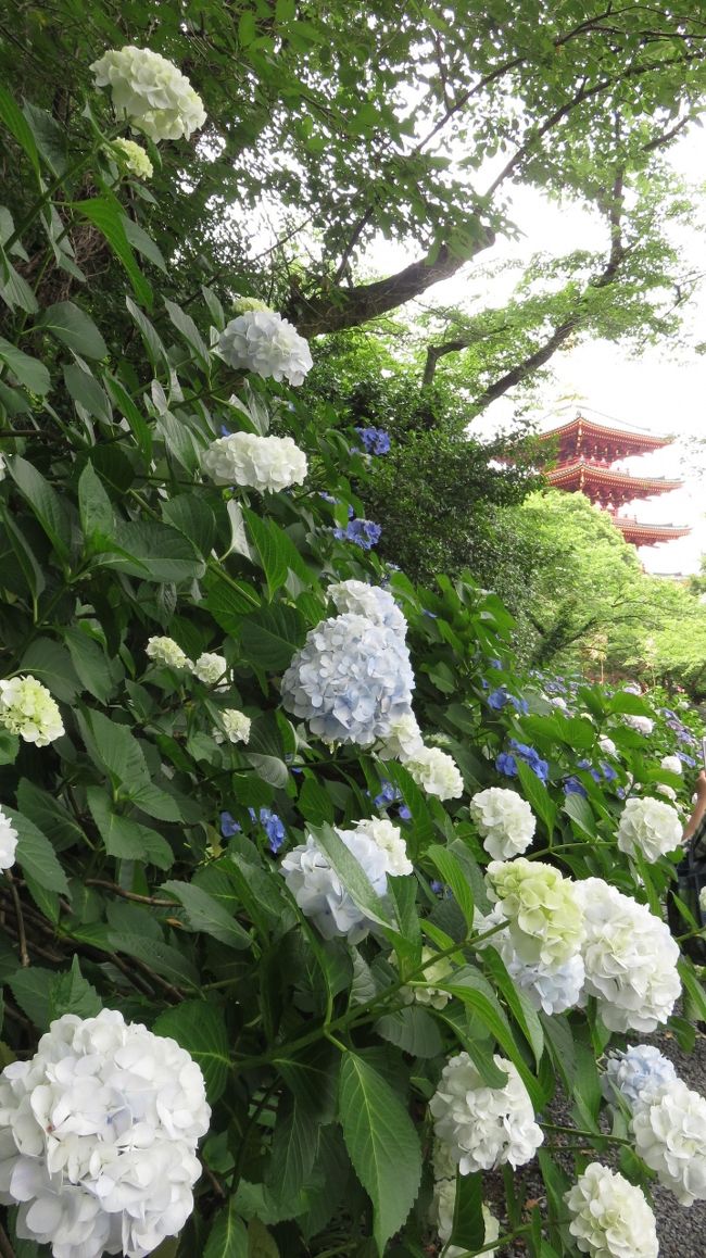 関東三大不動尊の高幡不動は、この時期はあじさいの名所としても有名で、私も毎年この季節には足を運びます。<br />境内だけでなく裏山にも紫陽花がたくさん植えられていて、花を見ながらのミニハイクも楽しめる素晴らしいお寺です。<br /><br />「あじさい寺」はあちこちにあるけれど、私はこの高幡不動が一番のお気に入りです。<br />そんじょそこらのお寺とは花の数と種類が違います！<br />西洋あじさいのほか、山あじさいもたくさんあり、その規模は植物園以上。<br />花と山歩きが好きな方にはオススメの場所です。<br /><br />山ゾーンの散策には本気の登山装備は全く必要ないですが、歩きやすい靴と虫よけ、長袖の上着を持っていくといいです。<br />
