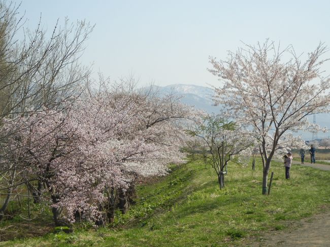 余市川の桜並木