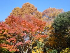 神戸森林植物園に行ってきました。（秋）