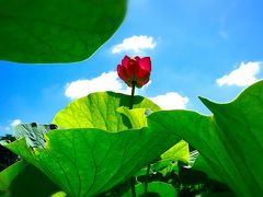 梅雨の晴れ間「古代蓮」の撮影