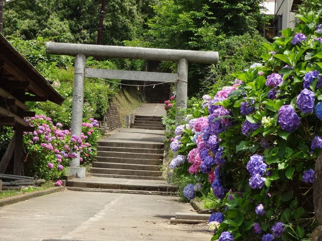 紫陽花を見に行ったのか人をみに行ったのかの明月院<br />紫陽花の東慶寺、事前予約して水月観音拝観<br />そこから歩いて北鎌倉を離れ<br />紫陽花の穴場白山神社<br />車が多く気を使いながら極力裏道使って大船へ<br />大船ではおいしく良いお店ひととき発見!