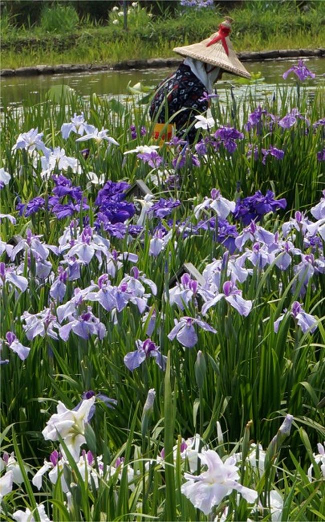 梅雨の晴れ間に紫の花景色 水郷佐原あやめ祭り 香取 佐原 千葉県 の旅行記 ブログ By まりも母さん フォートラベル 梅雨の晴れ間に紫の花景色 水郷佐原あやめ祭り 香取 佐原 千葉県 の旅行記 ブログ By まりも母さん フォートラベル