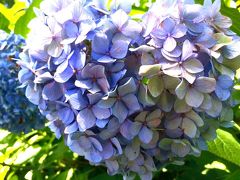 ハート型の紫陽花!?　飛鳥山公園の紫陽花と文化歴史を巡る　駅からハイキング