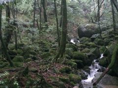 美しき水と緑の島　3日間　【2日目】　…大雨の白谷雲水峡　PM