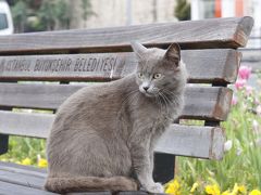 ＧＷ駆け足　イスタンブールの旅 3　トプカピ宮殿のハレム