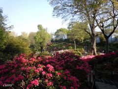 つつじの根津神社