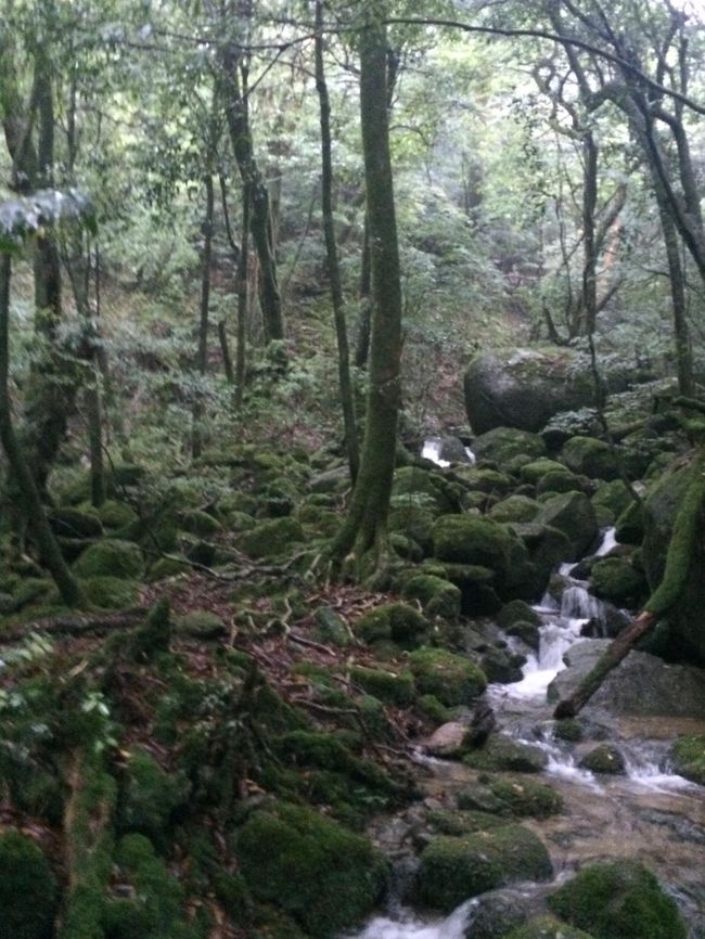 　6月13日(土)　直行便着陸できず船で上陸<br />★6月14日(日)　雨のつめこみ観光<br />　6月15日(月)　最終日も雨で予定変更<br /><br />昼食後は白谷雲水峡へ。<br />天気回復の願いもむなしく、出発から雨。<br />予定のルートは水量が多く通れず弥生杉へ変更も、引き返された方も数名。<br />ずぶ濡れになりながら、滝修行の様･･･<br />ゆっくり見れずに消化不良･･･<br /><br />ついていない事だらけで、夜のウミガメは果たして見れるのか･･･