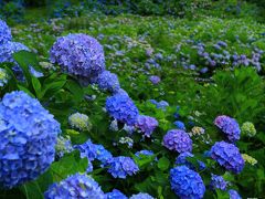 京都　花めぐり～丹州觀音寺、舞鶴自然文化園