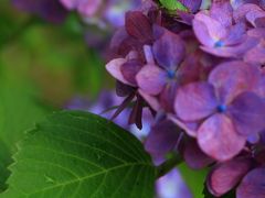 福井・石川　花めぐり～若狭瓜割名水公園、本興寺、卯辰山公園、大乗寺丘陵公園