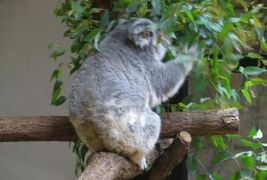 2015梅雨、東山動植物園(1/10)：動物園：インドサイ、象、コアラ、シマウマ、フラミンゴ