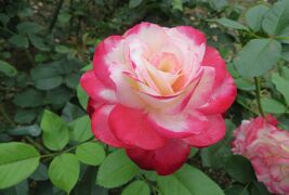 2015梅雨、東山動植物園(2/10)：植物園のバラ