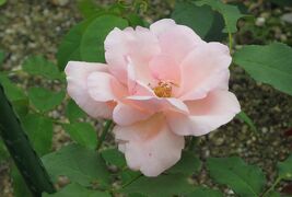 2015梅雨、東山動植物園(4/10)：植物園のバラ