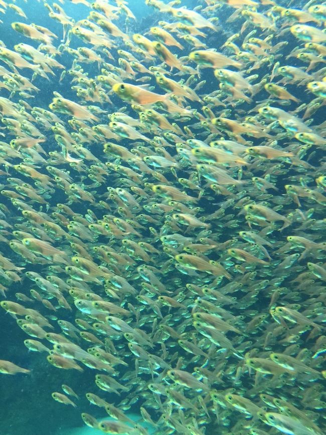 今流行りのふるさと割(旅行券)を活用し、福島と茨城をお安く周ります。 小名浜は楽天のクーポン、北茨城は周遊券を利用、お安く旅行できたとおもいます。<br />