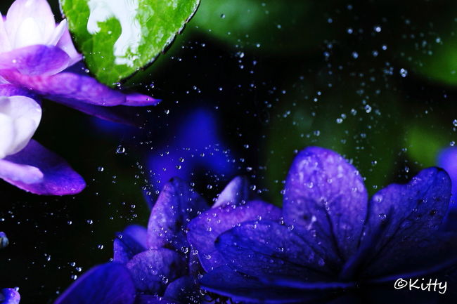 フォトサークルの撮影会で、雨が降るなか鎌倉へスナップ撮影。<br />梅雨時の紫陽花にはぴったりの雨だけど、お散歩撮影にはちょっと不向き。。。<br />いつもは張り切って撮影する皆さんも、この日は少しまったりペース。<br />のんびりと水無月の鎌倉歩きを楽しめたかな！？<br /><br />鎌倉の紫陽花は割と有名ですが、とにかく人が多い！<br />ゆっくり鎌倉歩きしたい人は平日に来た方がよさそうですね〜。<br /><br />旅行記の最後にその前週に行った八景島シーパラダイスのあじさい祭の写真もちょこっと載せましたが、こちらは人もあまりいなくてのんびりできるかも！？<br /><br /><br />