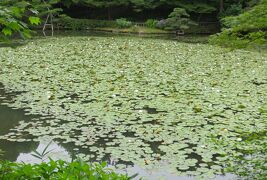 2015梅雨、東山動植物園(8/10)：植物園：也有園