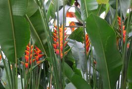 2015梅雨、東山動植物園(9/10)：植物園：也有園、茶室、温室