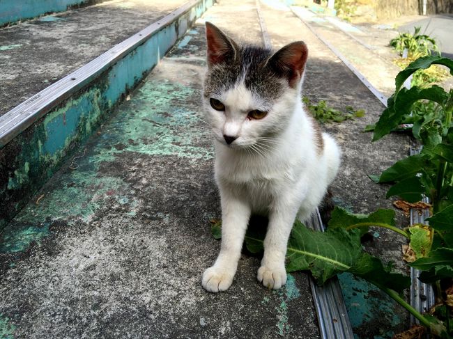 2015年のGWは宮城・岩手・秋田の東北をまわる旅をしました。<br />その中でもメインとなる目的地は宮城県石巻市の田代島のにゃんこたちです。<br />ホントこの島は猫にとっての楽園でした。
