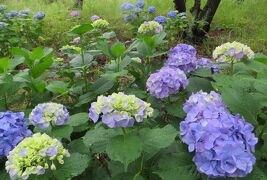 2015梅雨、尾張の紫陽花：三好公園(6/8)：周回道路のアジサイ、木登り熊さん、笹の開花