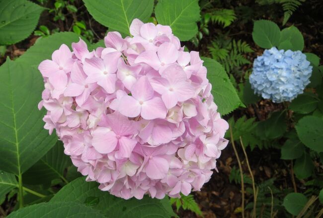 2015梅雨、尾張の紫陽花：三好公園(3/8)：三好池、周回道路のアジサイ、萩