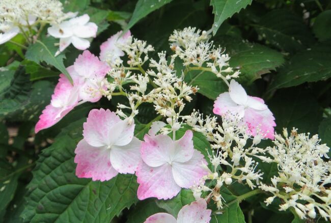 三好池の周りに位置する三好公園のアジサイの紹介です。名古屋市近郊の桜の名所の一つで、花火大会やジョギングコースがある公園としても知られています。