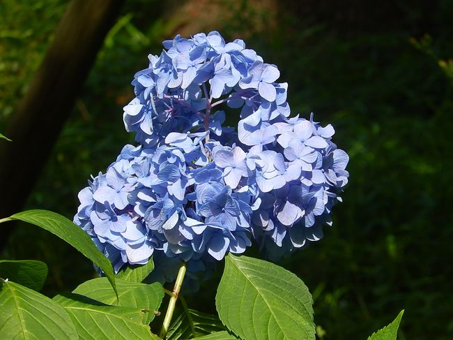 6月20日、午後2時に東御苑に到着してから、二の丸庭園で花ショウブを見た後、都道府県の木が植えられているところを通り、汐見坂より本丸に入り、アジサイを中心にホタルブクロ、ユキノシタ等の山野草を見て楽しんだ。<br /><br /><br /><br />*写真は富士見多門付近のアジサイ<br />