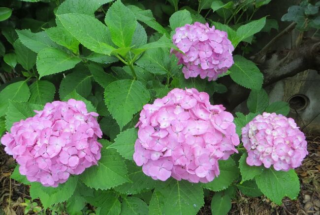 2015梅雨、尾張の紫陽花：三好公園(5/8)：周回道路のアジサイ、アルストロメリア