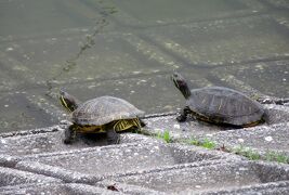 2015梅雨、尾張の紫陽花：三好公園(7/8)：枇杷、酔仙翁、庭薺、甲羅干しの亀