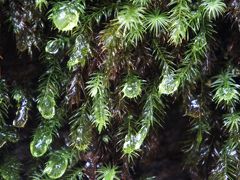 屋久島は３５日間雨