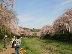 2014年4月12日：野川沿いを散策、武蔵野公園の紅枝垂れ桜