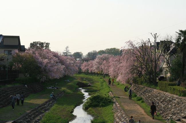 2014年4月8日：野川沿いを散策、野川公園～武蔵野公園