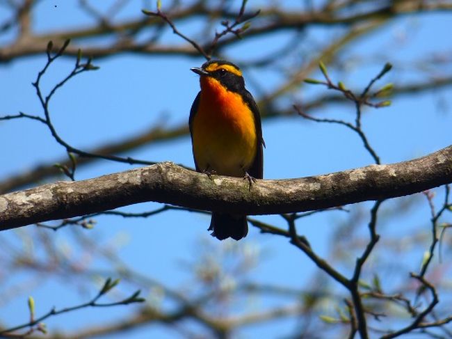 国立公園大山 野鳥のパラダイス 大山の野鳥 春から初夏シリーズ 大山周辺 鳥取県 の旅行記 ブログ By 地球の迷い方さん フォートラベル
