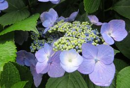 2015梅雨、尾張の紫陽花：鶴舞公園(3/6)：あじさいの散歩道、手毬咲アジサイ、額アジサイ