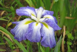 2015梅雨、尾張の紫陽花：鶴舞公園(5/6)：花菖蒲、波の旋律、松涛、青岳城、煙樹ヶ浜