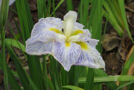 15梅雨 尾張 三河の紫陽花巡り 鶴舞公園 6 6 花菖蒲 日本海 紬娘 桂木石 真珠の海 新浜扇 大淀 鶴舞 堀田 愛知県 の旅行記 ブログ By 旅人のくまさんさん フォートラベル 15梅雨 尾張 三河の紫陽花巡り 鶴舞公園 6 6 花菖蒲 日本海 紬娘 桂木石 真珠の海 新浜扇 大淀 鶴舞 堀田 愛知県 の旅行記 ブログ By 旅人のくまさんさん フォートラベル