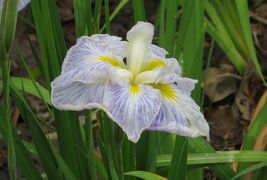 2015梅雨、尾張の紫陽花：鶴舞公園(6/6)：花菖蒲、日本海、紬娘、桂木石、真珠の海