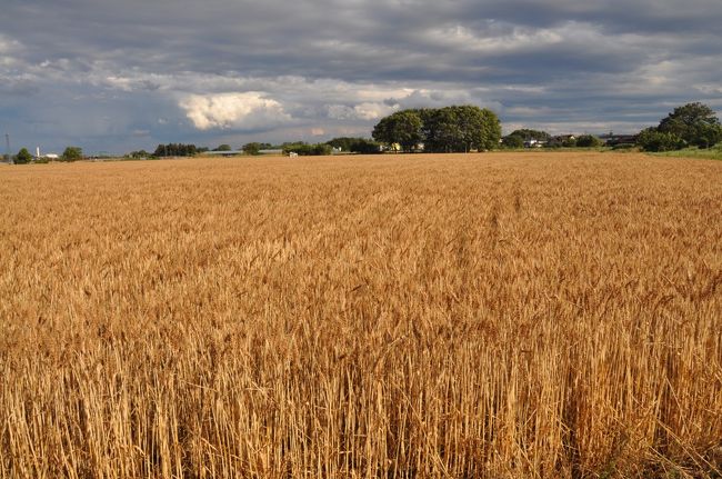 スミマセン、これは旅行記ではありません。<br /><br />近くの田んぼの小麦が「麦秋」となり、気になったので写真を撮りに行ってきました。<br /><br />もう麦刈りの時期になってしまい本当は少し遅かったようです。<br /><br />一週間前なら黄金に輝く一面の麦が見られたのに残念！<br /><br /><br />麦秋：麦の穂が実り、収穫期を迎えた初夏の季節。